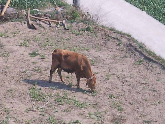 DCAM5151.jpg