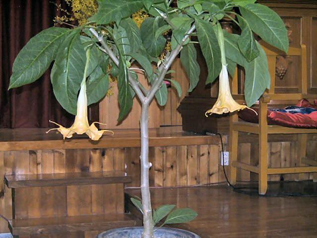 a110.jpg