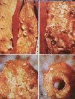 img14.gif