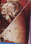 img15.gif