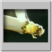 img18.gif