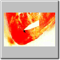 img25.gif