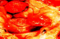 img26.gif