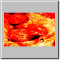 img26.gif