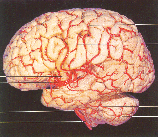 img40.gif
