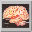 img40.gif