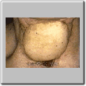 img63.gif