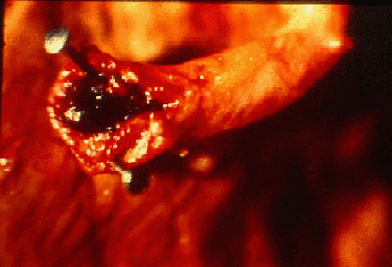 img68.gif