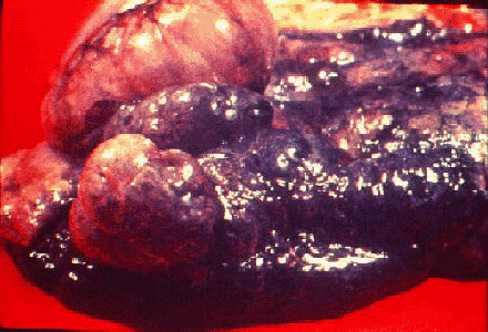 img75.gif