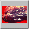 img75.gif