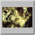 img76.gif