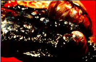 img80.gif