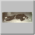 img86.gif