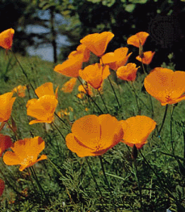img4.gif