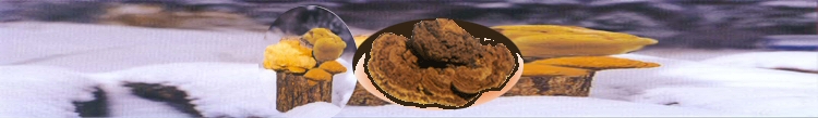 s02img1.jpg